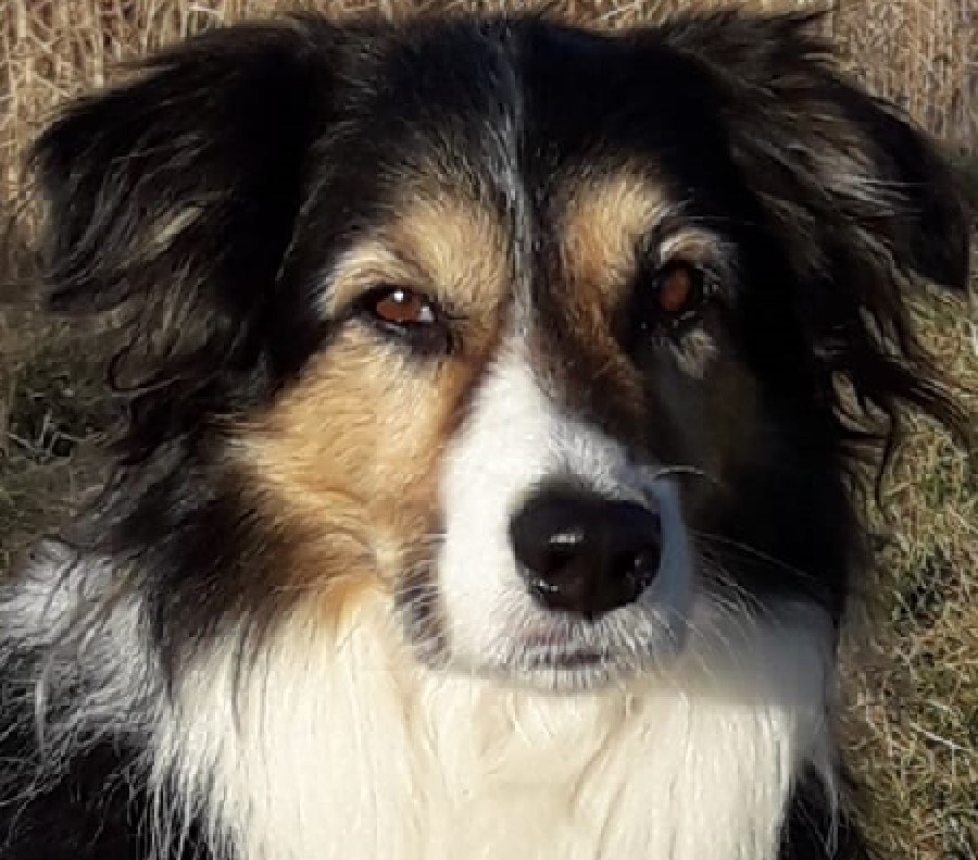 Ein Hund mit dreifarbigem Fell, schwarzem, weißem und braunem, blickt aufmerksam in die Kamera, im Hintergrund ist unscharf Gras zu erkennen.